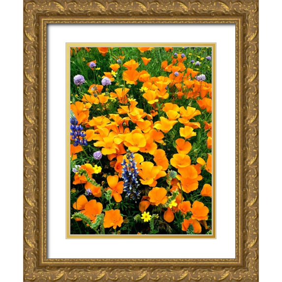 Welling, Dave 19x24 Gold Ornate Wood Framed with Double Matting Museum Art Print Titled - CA, Gorman Field of poppies and Lupines