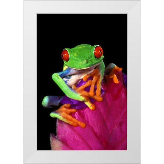 Welling, Dave 22x32 White Modern Wood Framed Museum Art Print Titled - Captive red-eyed tree frog on bromeliad flower