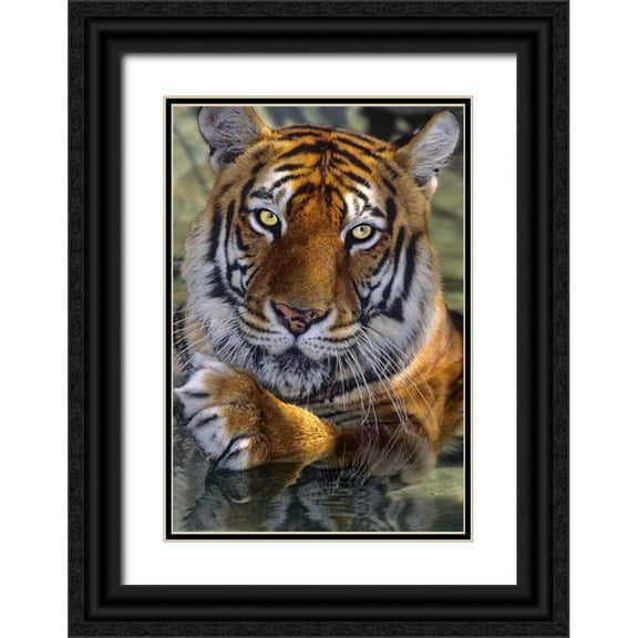Welling, Dave 23x32 Black Ornate Wood Framed with Double Matting Museum Art Print Titled - CA, Los Angeles Co, Bengal tiger in water