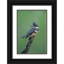 Welling, Dave 23x32 Black Ornate Wood Framed with Double Matting Museum Art Print Titled - TX, McAllen Belted kingfisher female perched