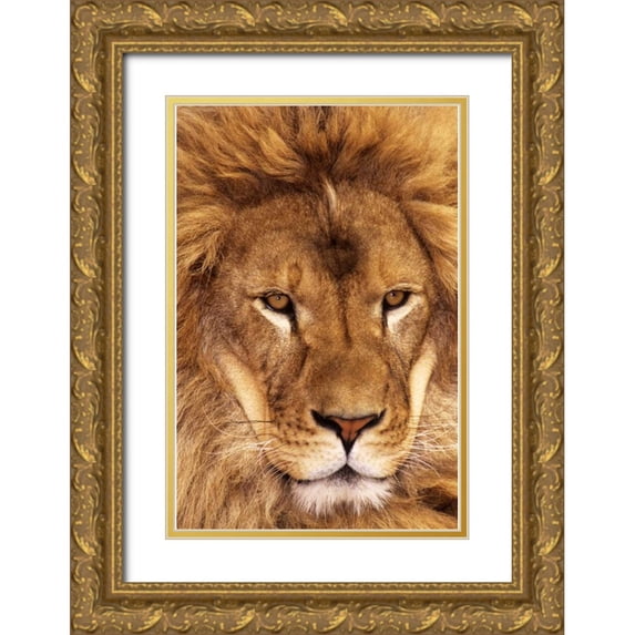 Welling, Dave 23x32 Gold Ornate Wood Framed with Double Matting Museum Art Print Titled - CA, Los Angeles Co, African lion male