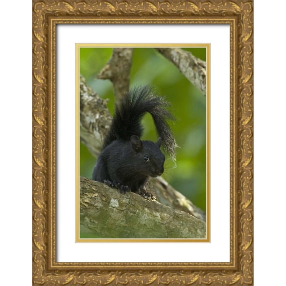 Welling, Dave 23x32 Gold Ornate Wood Framed with Double Matting Museum Art Print Titled - Mexico, Tamaulipas Curious red-bellied squirrel