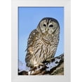 thumbnail image 1 of Welling, Dave 23x32 White Modern Wood Framed Museum Art Print Titled - CO, Barred owl perched on snowy branch, 1 of 4