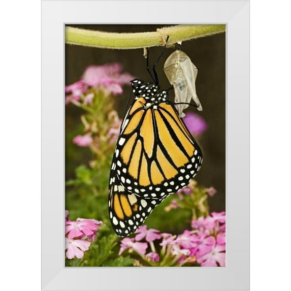 Welling, Dave 23x32 White Modern Wood Framed Museum Art Print Titled - TX, Hill Country Monarch butterfly just hatched