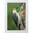 thumbnail image 1 of Welling, Dave 23x32 White Modern Wood Framed Museum Art Print Titled - TX, Lipscomb Red-bellied woodpecke on stump, 1 of 4