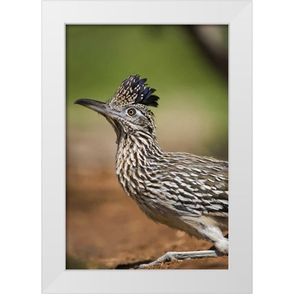 Welling, Dave 23x32 White Modern Wood Framed Museum Art Print Titled - Texas, Rio Grande Valley Greater roadrunner bird