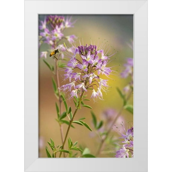 Welling, Dave 23x32 White Modern Wood Framed Museum Art Print Titled - Utah Honey bee landing on mountain bee plant