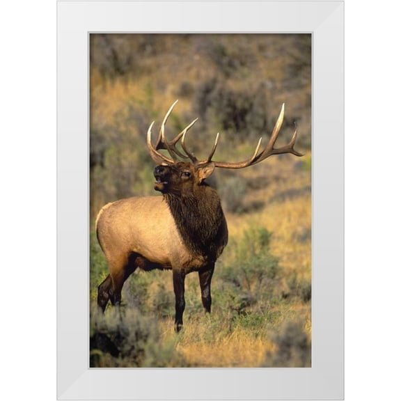 Welling, Dave 23x32 White Modern Wood Framed Museum Art Print Titled - WY, Yellowstone Elk bugling during mating season