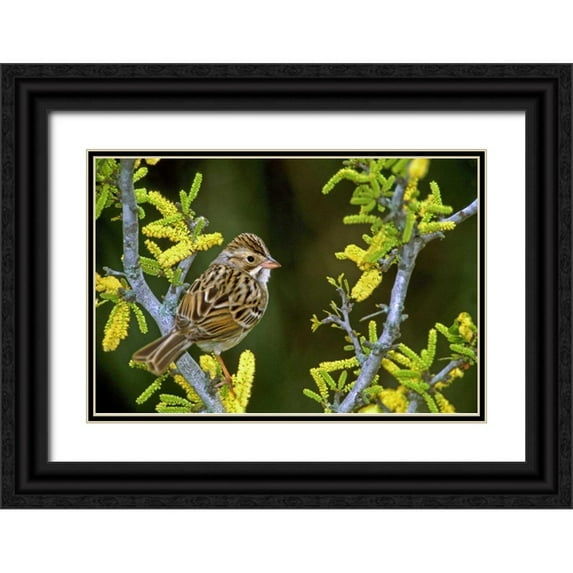 Welling, Dave 24x17 Black Ornate Wood Framed with Double Matting Museum Art Print Titled - TX, McAllen Clay-colored sparrow on huisache