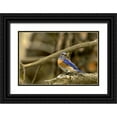 thumbnail image 1 of Welling, Dave 24x17 Black Ornate Wood Framed with Double Matting Museum Art Print Titled - WA, Yakima Western bluebird with food for chicks, 1 of 4