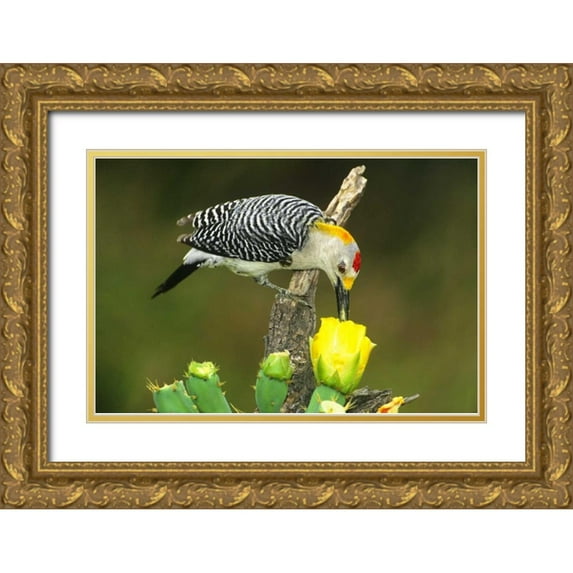 Welling, Dave 24x17 Gold Ornate Wood Framed with Double Matting Museum Art Print Titled - TX, McAllen Male gold-fronted woodpecker eats