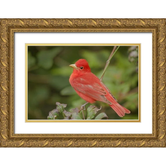 Welling, Dave 24x17 Gold Ornate Wood Framed with Double Matting Museum Art Print Titled - TX, South Padre Is Male summer tanager on a limb