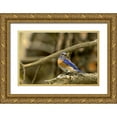 thumbnail image 1 of Welling, Dave 24x17 Gold Ornate Wood Framed with Double Matting Museum Art Print Titled - WA, Yakima Western bluebird with food for chicks, 1 of 4