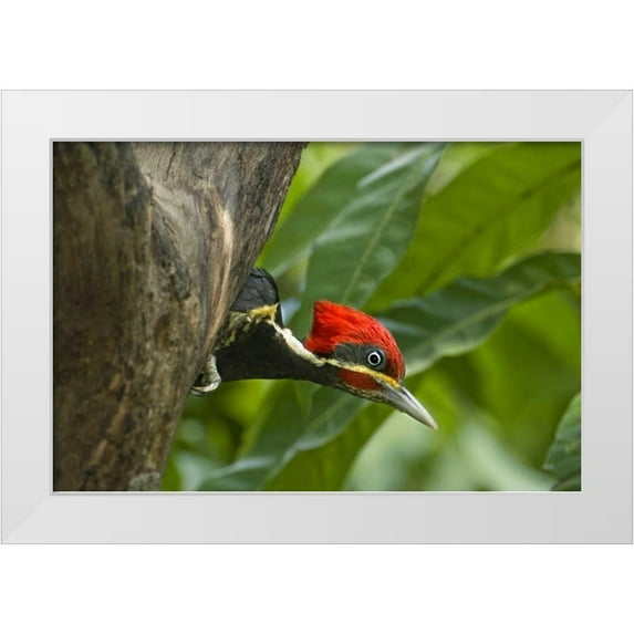Welling, Dave 24x17 White Modern Wood Framed Museum Art Print Titled - Mexico, Tamaulipas Lineated woodpecker in nest