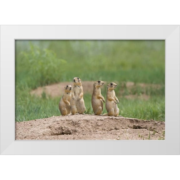 Welling, Dave 24x17 White Modern Wood Framed Museum Art Print Titled - UT, Bryce Canyon Utah prairie dogs by den