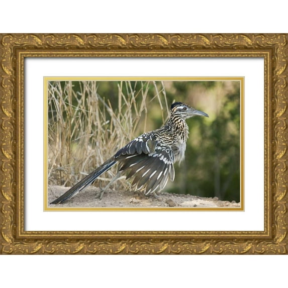 Welling, Dave 32x22 Gold Ornate Wood Framed with Double Matting Museum Art Print Titled - Texas, Starr County Greater roadrunner on ground