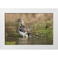 thumbnail image 1 of Welling, Dave 32x22 White Modern Wood Framed Museum Art Print Titled - Texas, Starr Co Northern mockingbird bathing, 1 of 4