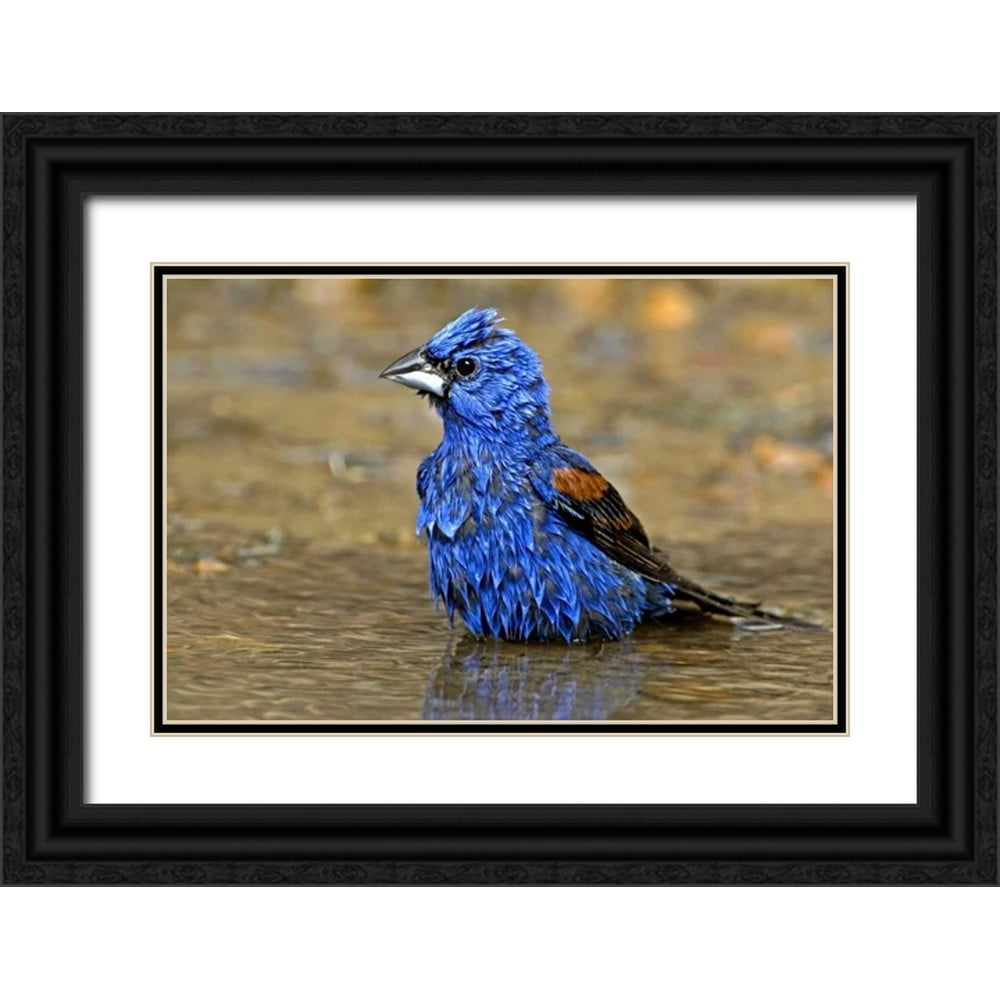 Welling Dave 32x23 Black Ornate Wood Framed with Double Matting Museum Welling Dave 32x23 Black Ornate Wood Framed with Double Matting Museum