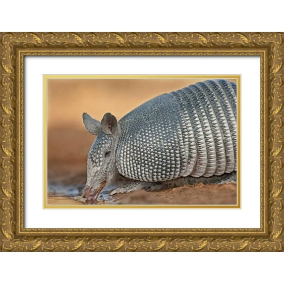 Welling, Dave 32x23 Gold Ornate Wood Framed with Double Matting Museum Art Print Titled - Texas Wild nine-banded armadillo drinking