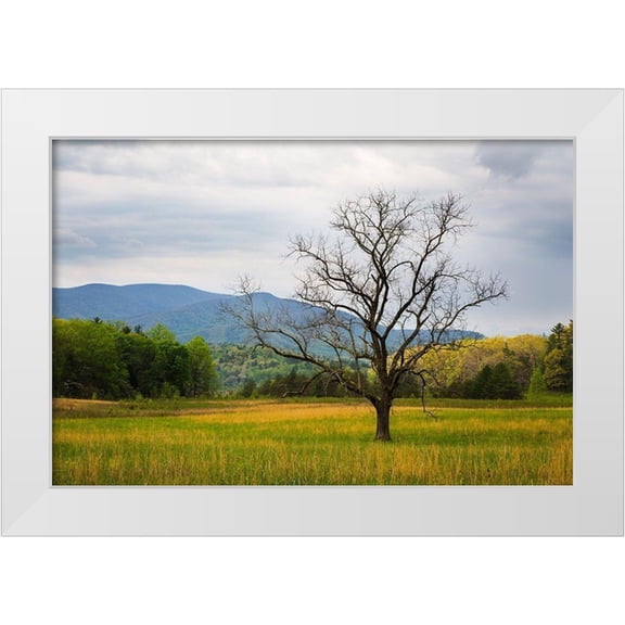 Wells, Joanne 14x11 White Modern Wood Framed Museum Art Print Titled - Tennessee Lone tree in field at Cades Cove