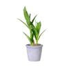 Weloille Simulation Plant Artificial Fake Potted Simulation Bamboo Botanicals Lucky Bamboo Office Decoration Home Decoration Gift Delivery Hotel Lobby Decoration