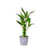 Weloille Simulation Plant Artificial Fake Potted Simulation Bamboo Botanicals Lucky Bamboo Office Decoration Home Decoration Gift Delivery Hotel Lobby Decoration
