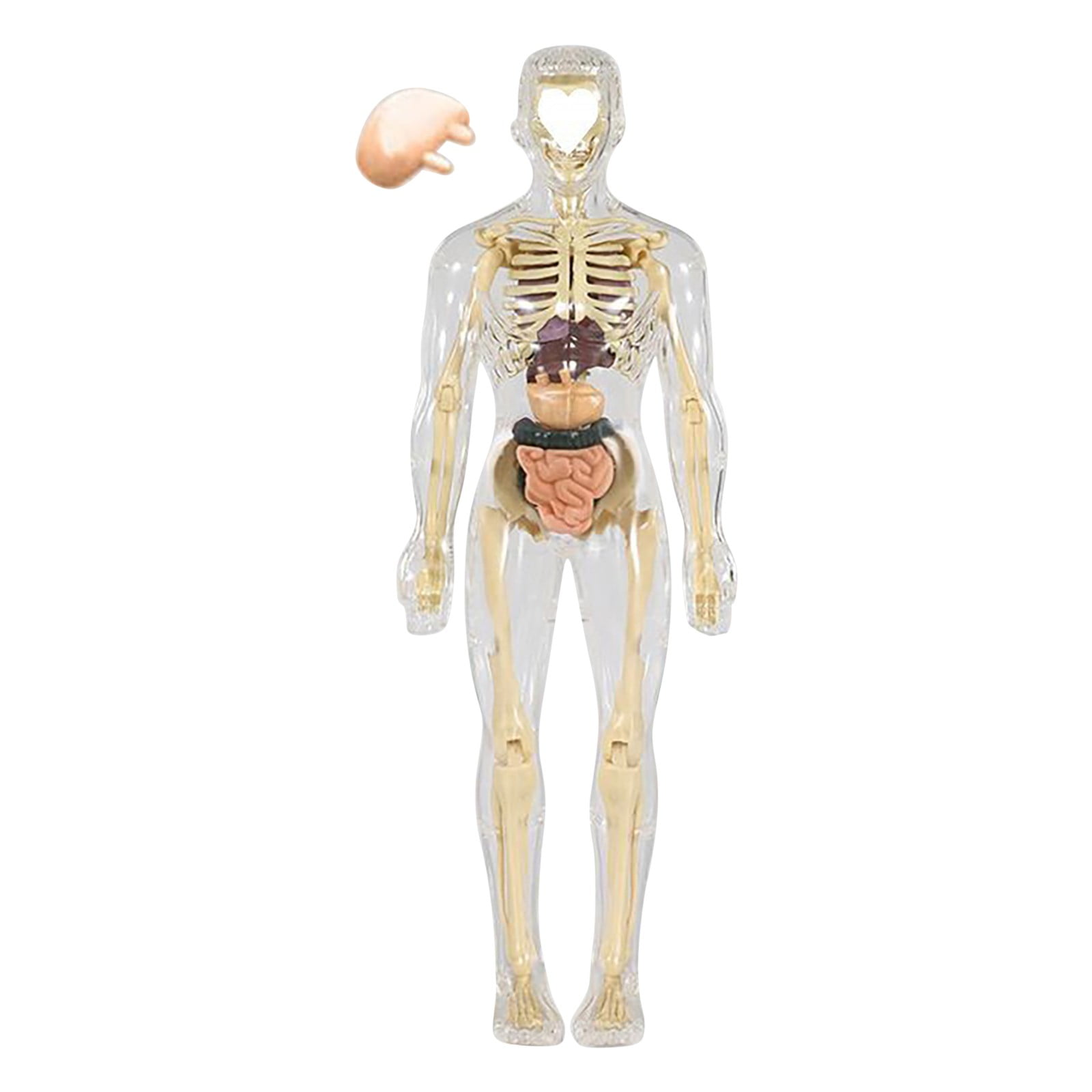 Weloille Toys Interactive Human Body Fully Poseable Anatomy Figure