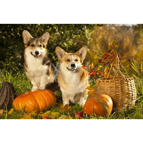 Welsh Corgi Pembroke Dog, Animals Unframed Photographic Print Wall Art by Lilun Sold by ArtCom