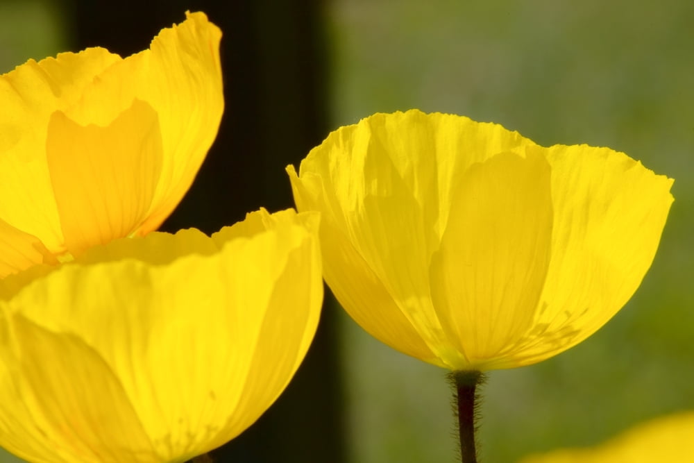 Welsh Poppy Canvas Art - John Short Design Pics (17 x 11)