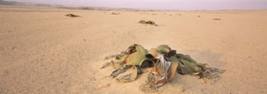 Welwitschia (Welwitschia mirabilis) plant growing in a desert Swakopmund Namibia Canvas Art - Panoramic Images (36 x 13)
