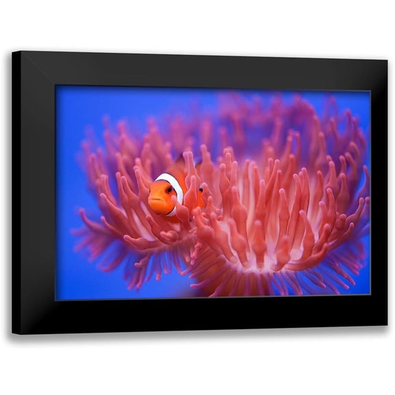 Wendy 14x11 Black Modern Framed Museum Art Print Titled - Finding Nemo