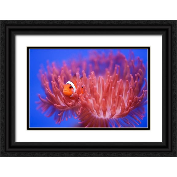 Wendy 14x11 Black Ornate Wood Framed with Double Matting Museum Art Print Titled - Finding Nemo