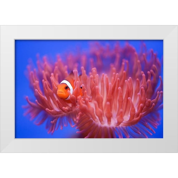 Wendy 32x23 White Modern Wood Framed Museum Art Print Titled - Finding Nemo