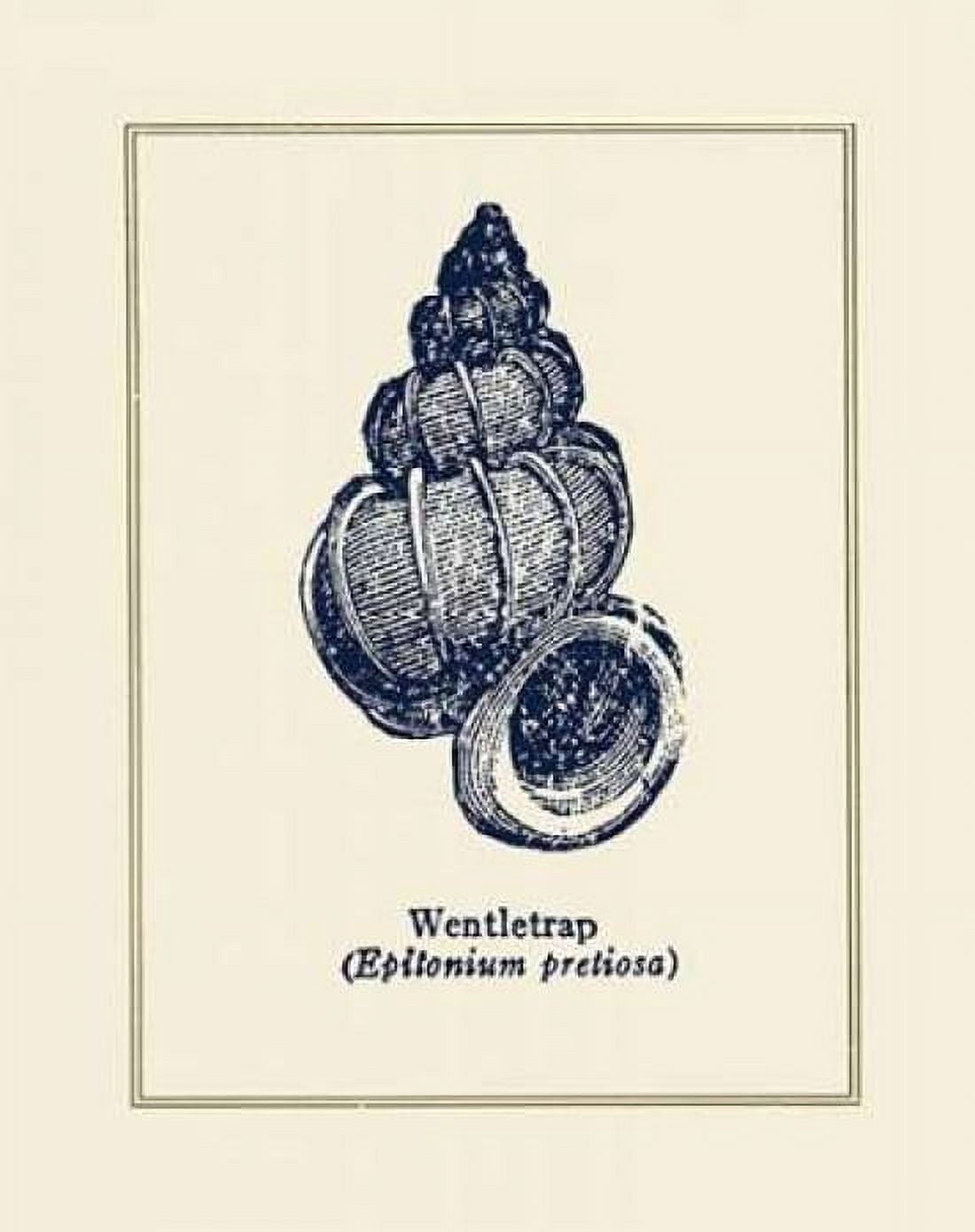 Wentletrap Shell Canvas Art - Gregory Gorham (24 x 30)