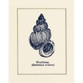 thumbnail image 1 of Wentletrap Shell Poster Print by Gregory Gorham, 1 of 2