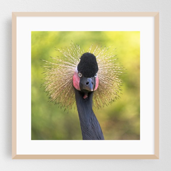 West African Black Crowned Crane - Photography Bird Wildlife Nature Animal Portrait Tropical Oak Framed Wall Art Print 8 x 8 inches
