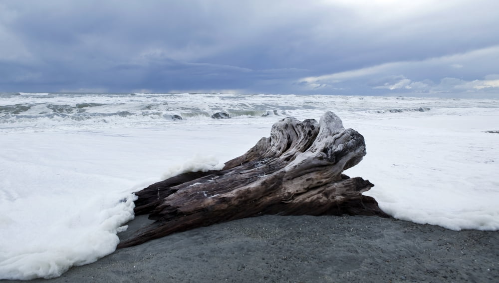West Coast surf approches driftwood tree stump that has been washed up South Island New Zealand Canvas Art - Nicola M Mora Design Pics (20 x 11)