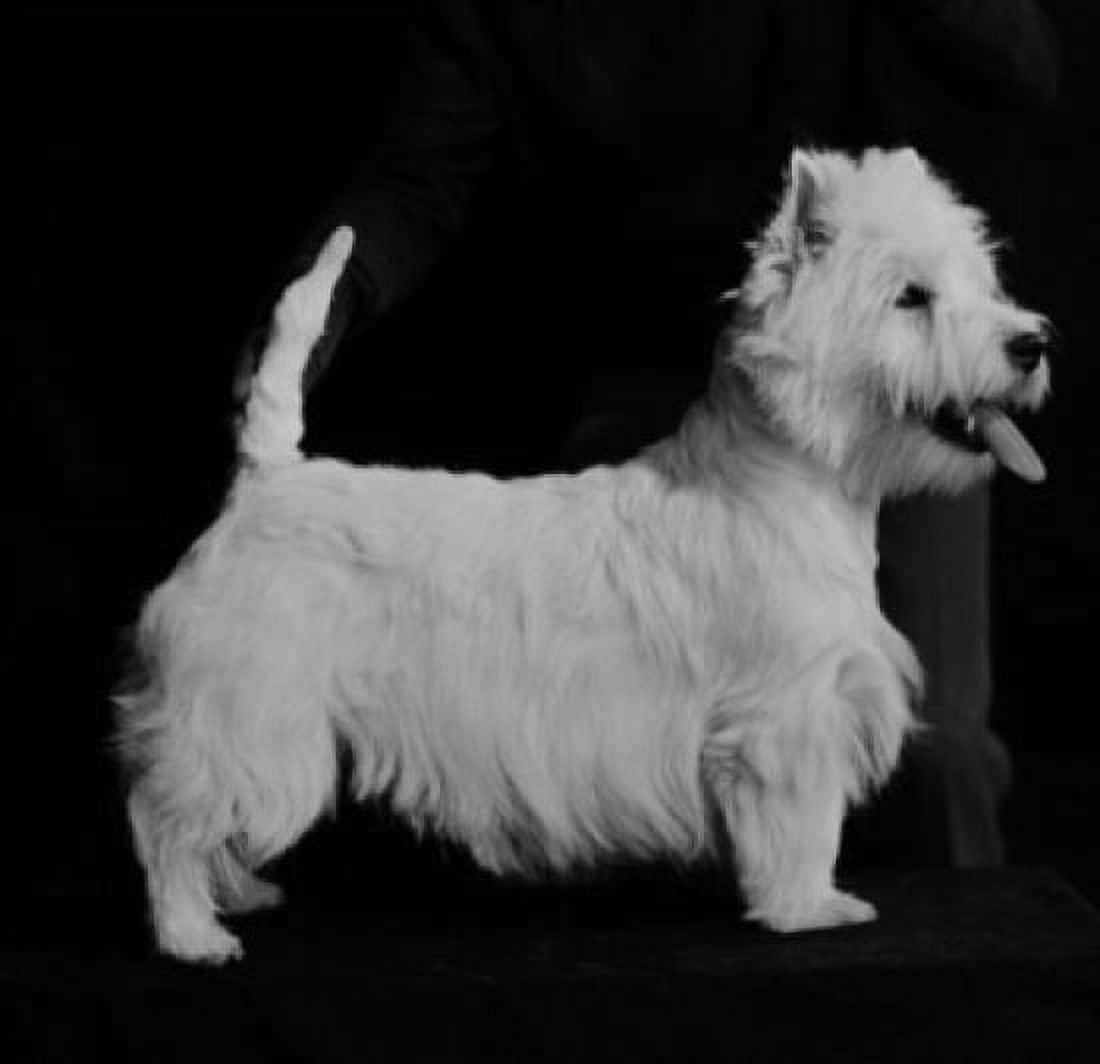 West Highland Terrier Canvas Art - (18 x 24)
