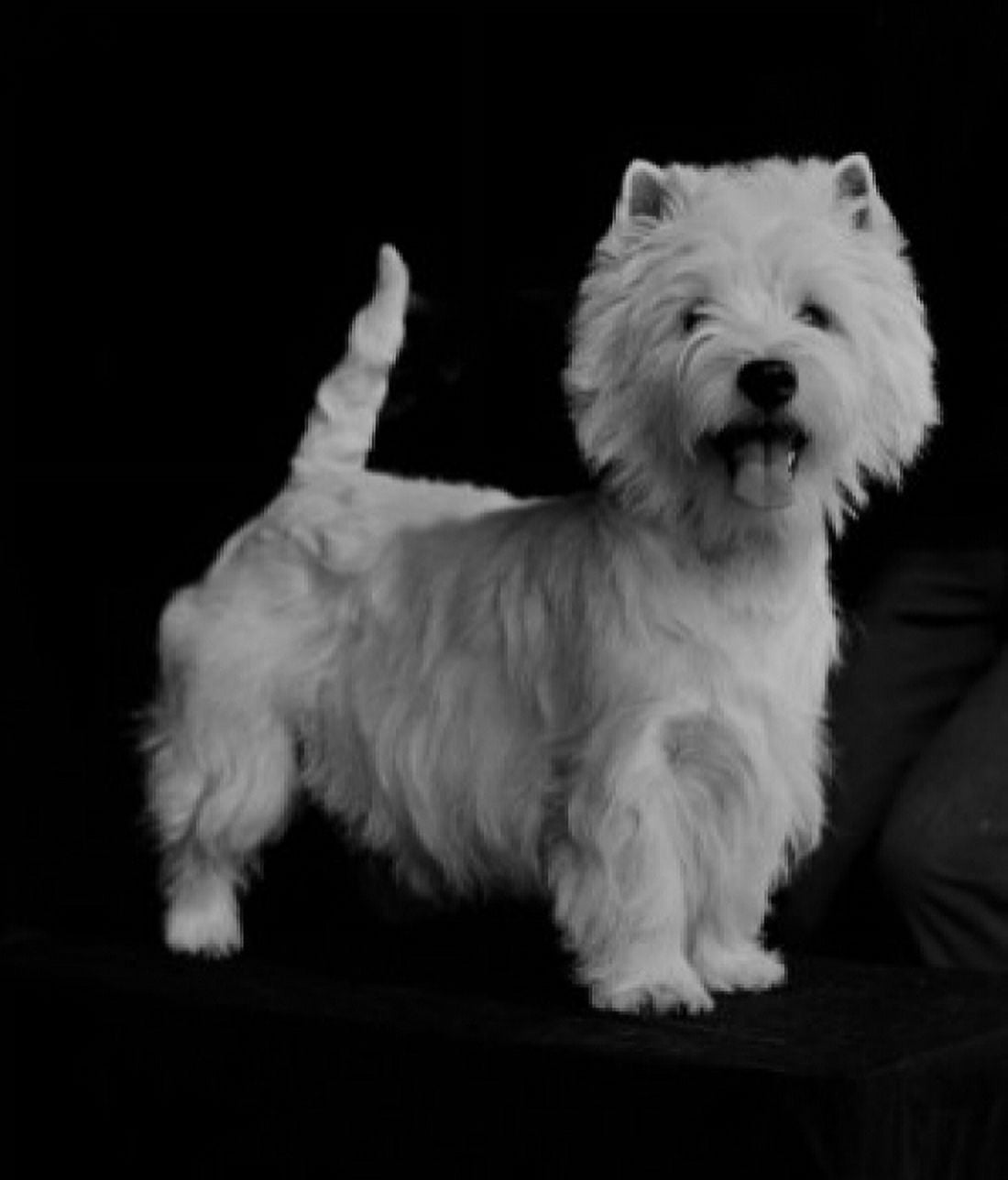 West Highland Terrier Canvas Art - (24 x 36)
