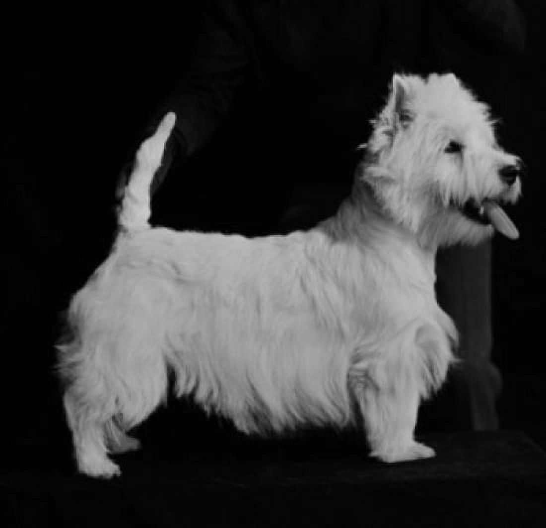 West Highland Terrier Canvas Art -  (24 x 36)