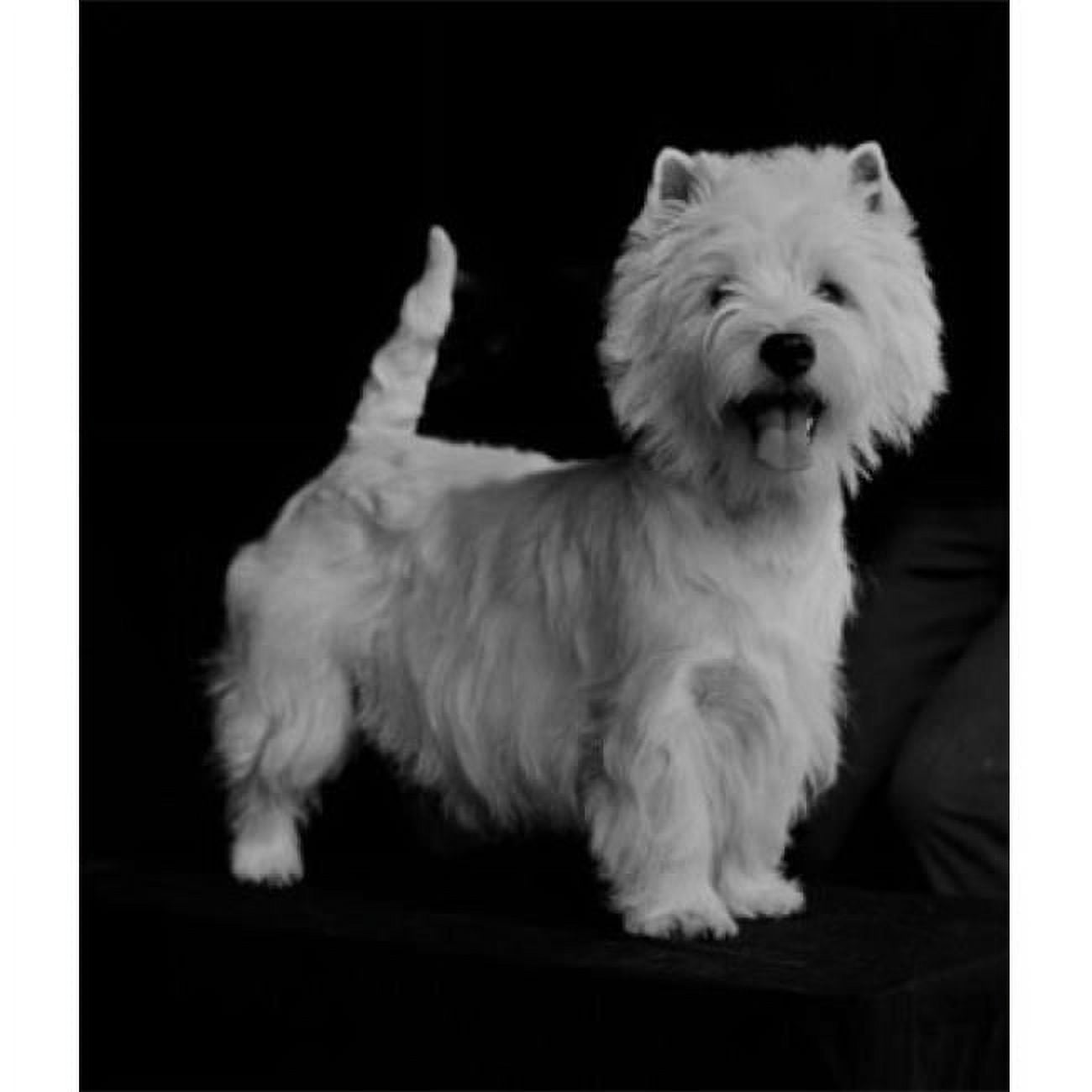 West Highland Terrier Poster Print 18 x 24
