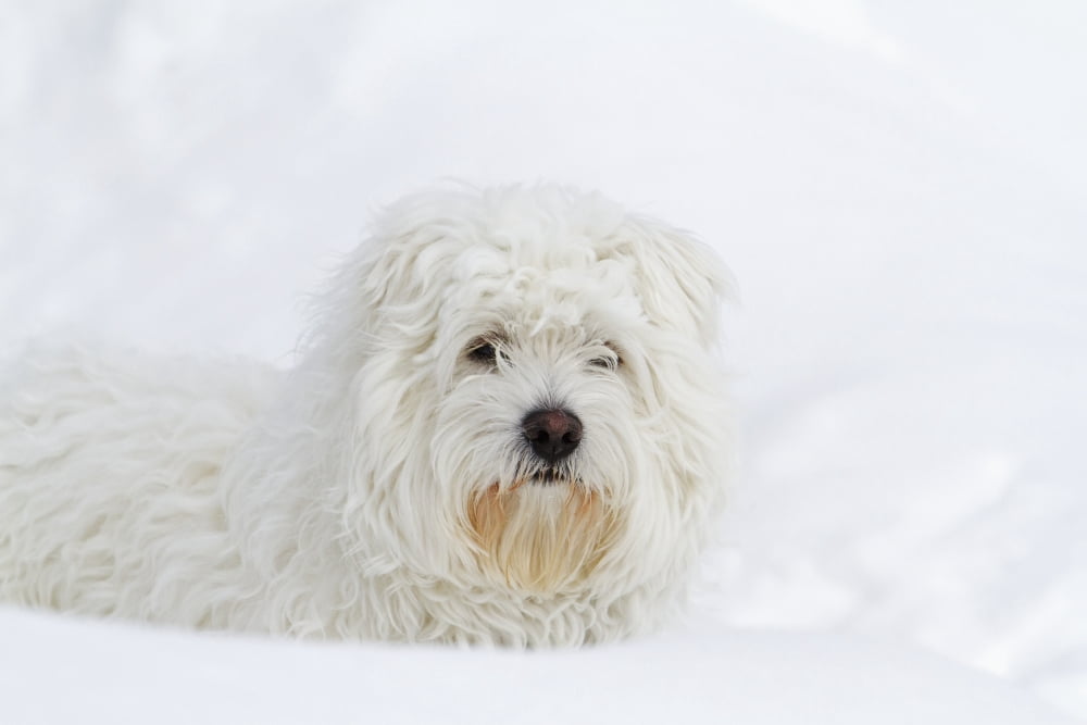 West Highland Terrier sitting on snow Quebec Canada Canvas Art - Philippe Henry Design Pics (19 x 12)