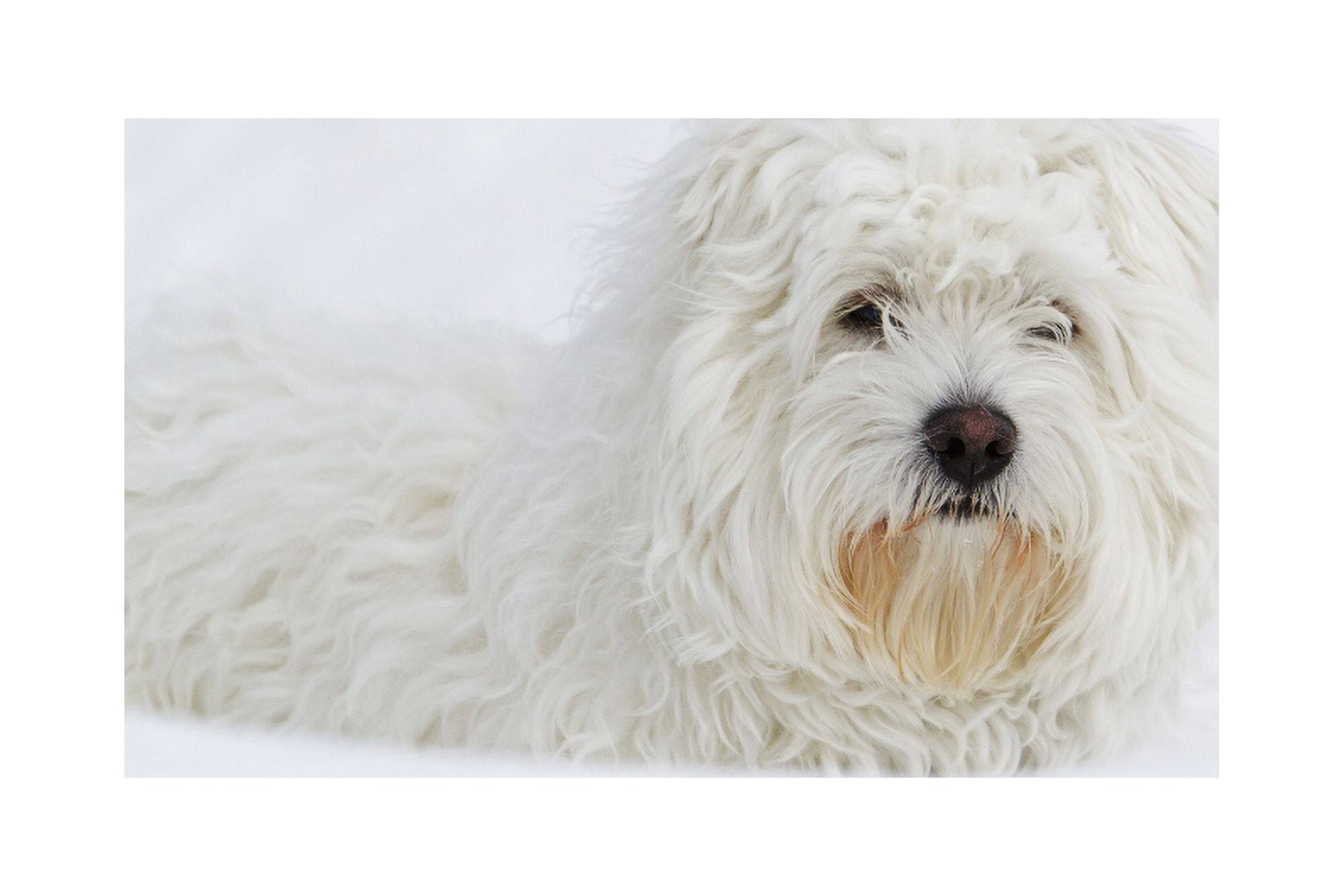 West Highland Terrier sitting on snow Quebec Canada Canvas Art - Philippe Henry Design Pics (38 x 24)
