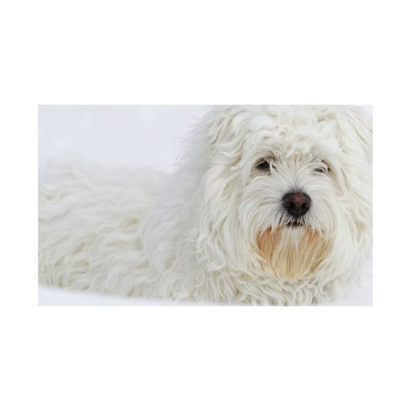 West Highland Terrier sitting on snow Quebec Canada Canvas Art - Philippe Henry Design Pics (38 x 24)