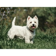 West Highland White Terrier Diamond Dots Painting DIY Kits 5D Diamond Art Full Round Drill Rhinestones by Number Embroidery Arts and Crafts for Living Room Home Wall Decor 12x16 inch / 30x40cm