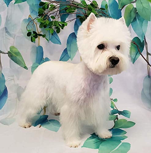 West Highland White Terrier WESTIE Note cards