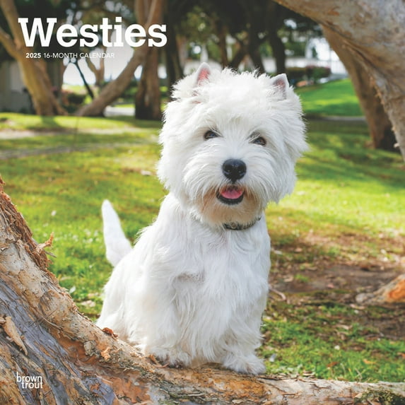West Highland White Terriers 2025 12 X 24 Inch Monthly Square Wall Calendar Plastic-Free (Wall)