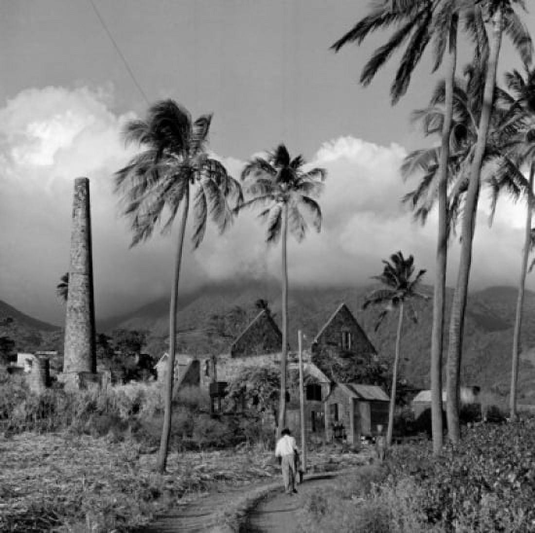 West Indies Saint Christopher Island smoke stack between palm trees Canvas Art - (18 x 24)