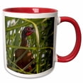thumbnail image 1 of 3drose, West Mexican Chachalaca in Sayulita, Mexico, 15oz Two-tone Red Mug, 1 of 6