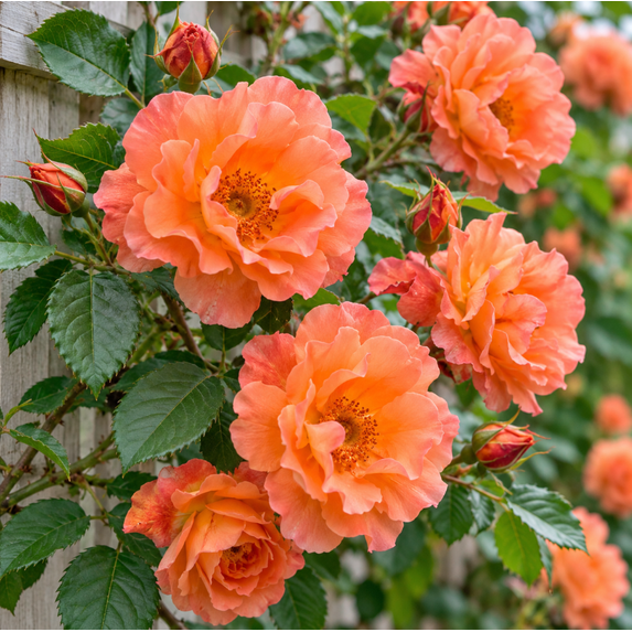 Westerland Climbing Rose Live Starter Plant, Apricot Orange Blooms, 5-7 ...